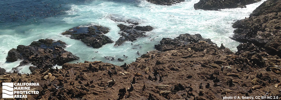 reddish brown rocks meet intertidal space with a large area of white seafoam, a few dozen sea lions rest and sun on the rocks, a few dozen more move in and out of the surging tidal area around the rocks